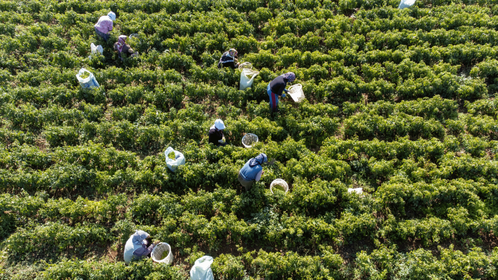Workers harvesting crops in a large green field with rows of plants. The workers, who are harvesting by hand, use white baskets and sacks on the plantation.