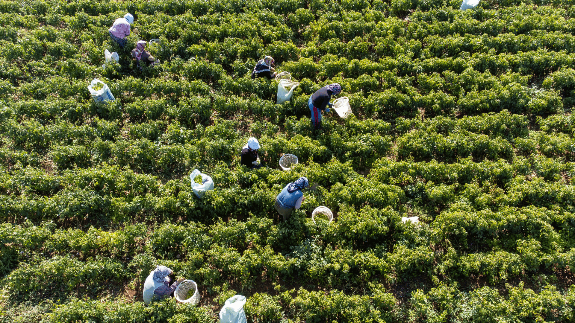 Workers harvesting crops in a large green field with rows of plants. The workers, who are harvesting by hand, use white baskets and sacks on the plantation.