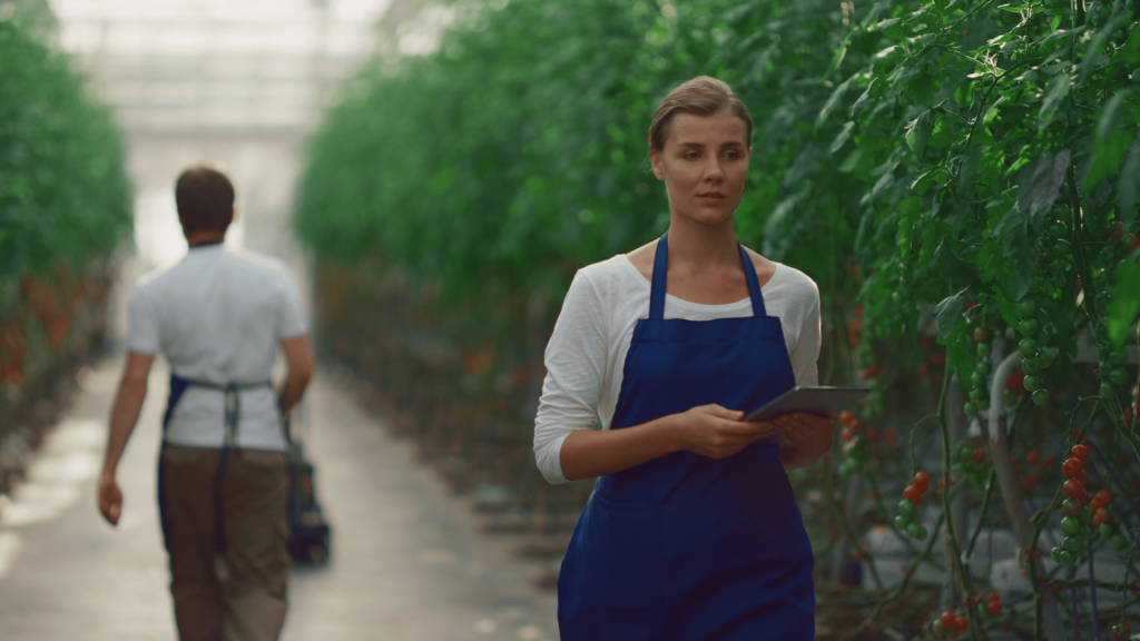 Greenhouse worker holding a tablet while inspecting tomato plants, with another employee working in the background